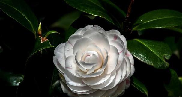 白茶花的花语用哪些词语可以形容？它代表什么？