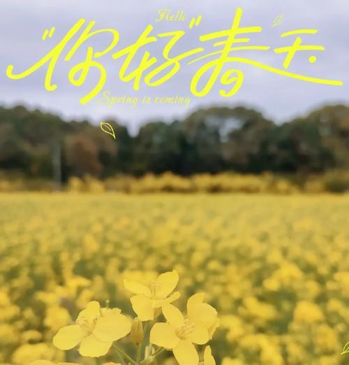 油菜花的花语有何深意？它代表了什么？