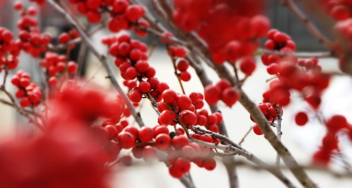 红豆和冬青的花语代表什么含义？