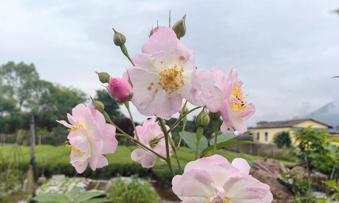 好朋友捏的玫瑰花有何含义？它表达了哪种情感？
