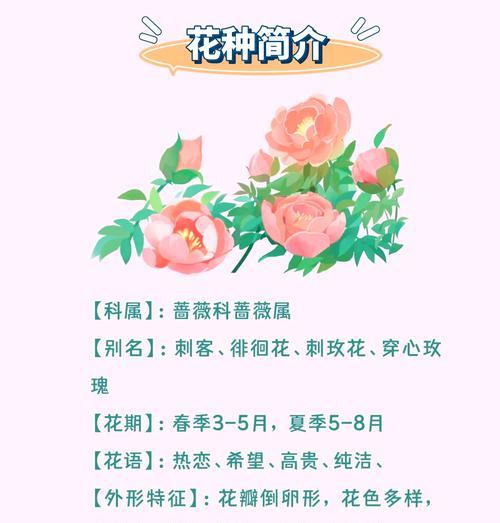 好朋友捏的玫瑰花有何含义？它表达了哪种情感？