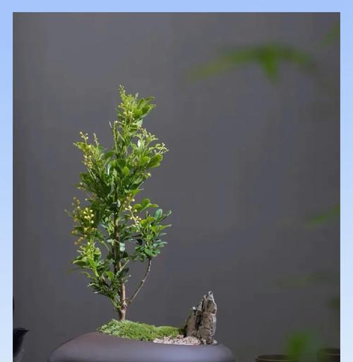 米兰的花语是什么？米兰花在不同文化中的象征意义是什么？
