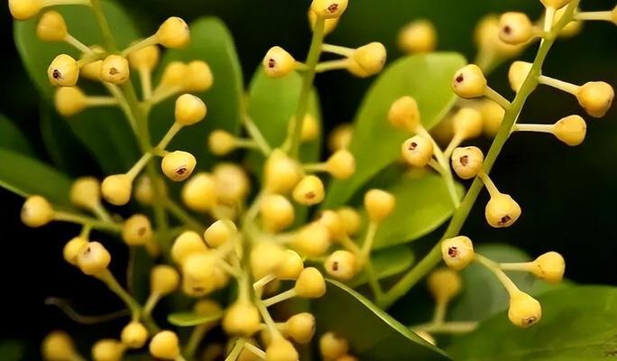 米兰的花语是什么？米兰花在不同文化中的象征意义是什么？