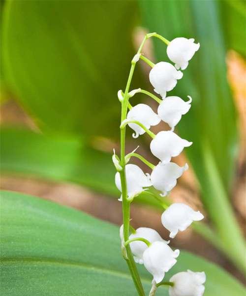 什么树的花语代表嫉妒善变？这种树的花语是什么？