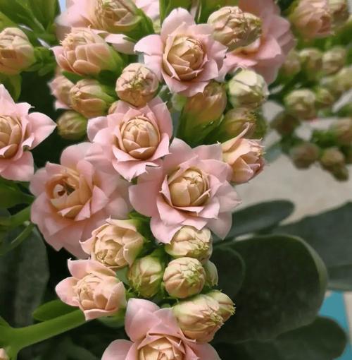 什么树的花语代表嫉妒善变？这种树的花语是什么？