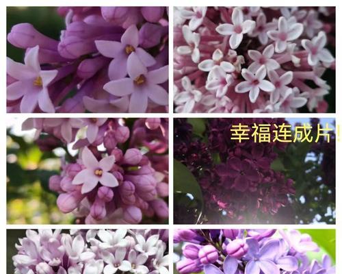 寻找丁香花5瓣的花语是什么？五瓣丁香花的花语有何寓意？