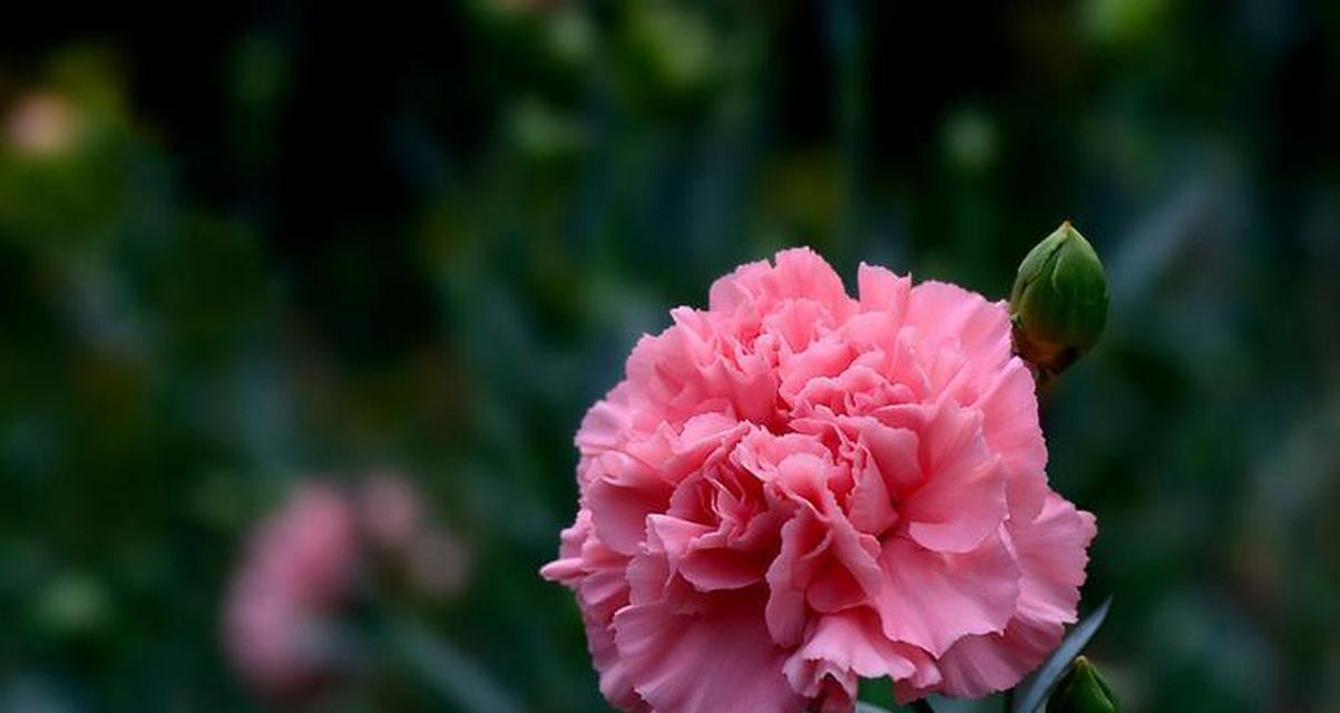 妖艳芬芳的花语代表什么含义？