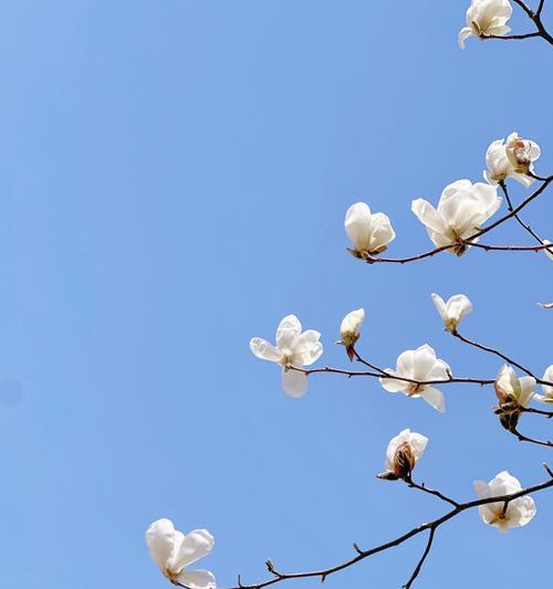 玉兰花语适合送给妈妈吗？它传递了怎样的情感？