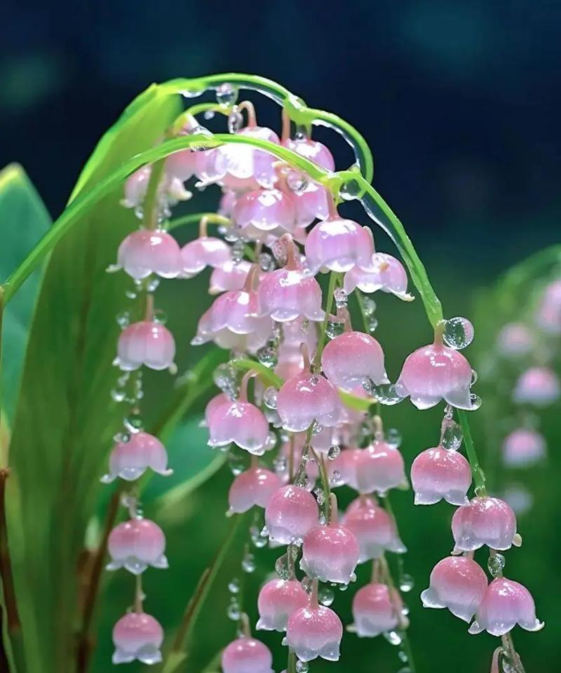 家有俩娃的花语代表什么？这种花语有何特别含义？