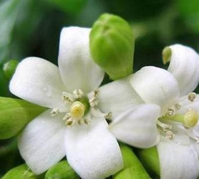 家有俩娃的花语代表什么？这种花语有何特别含义？