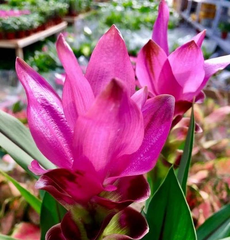 姜的花语、寓意和象征是什么？
