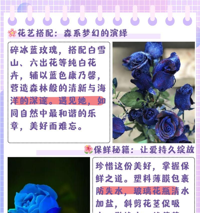 苞头玫瑰的寓意和花语是什么？