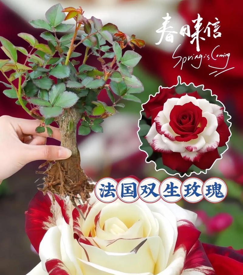 苞头玫瑰的寓意和花语是什么？