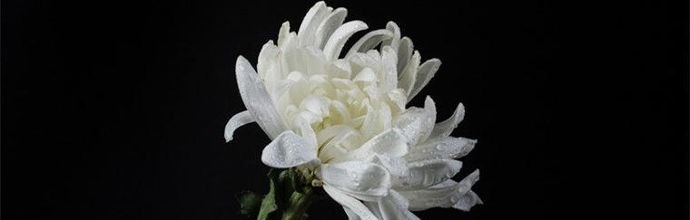 逝去的花语通常由哪种花来表达？