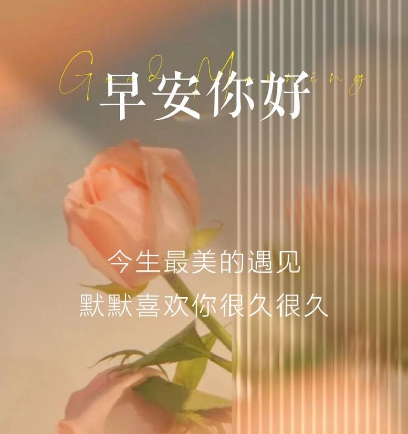 小玫瑰花的寓意和花语有何特别之处？
