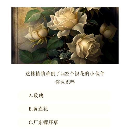 国外玫瑰代表的含义有哪些？