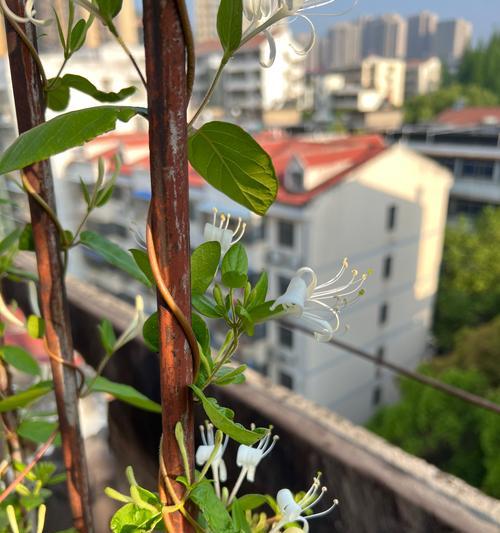 忍冬花语与什么动物有关？忍冬花象征什么？