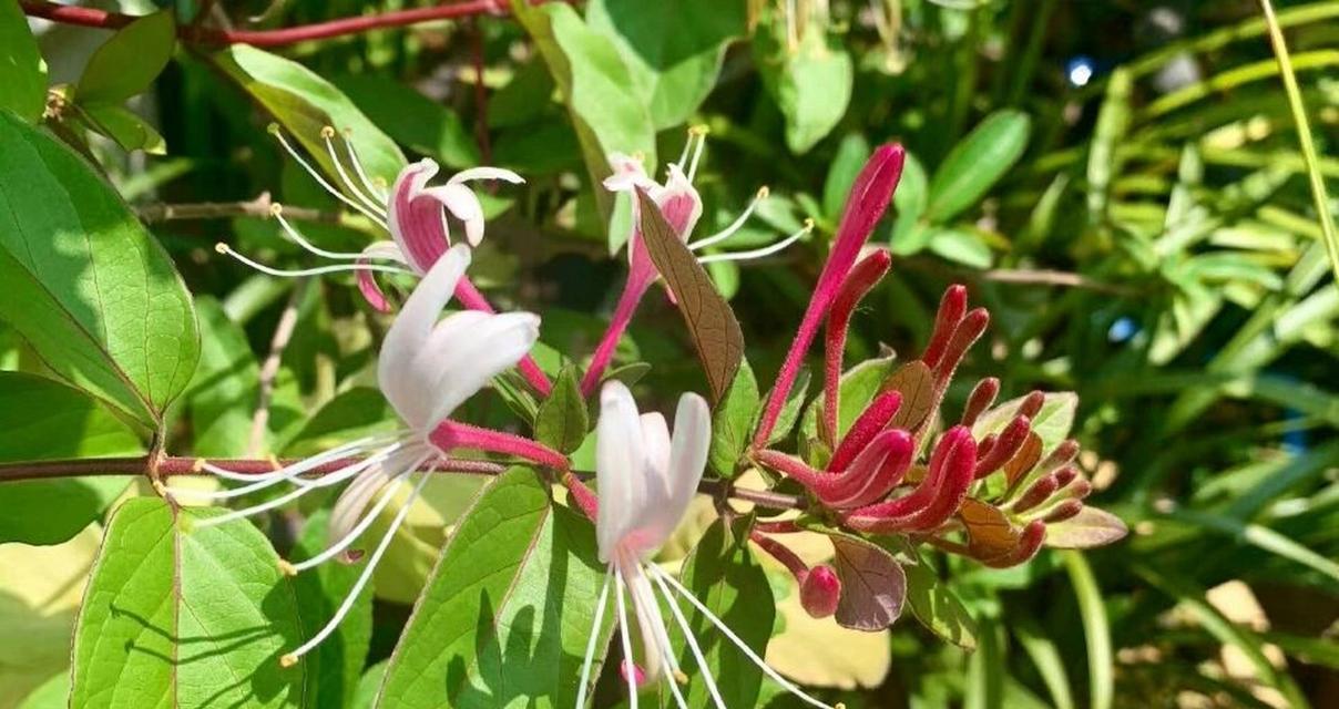 忍冬花语与什么动物有关？忍冬花象征什么？