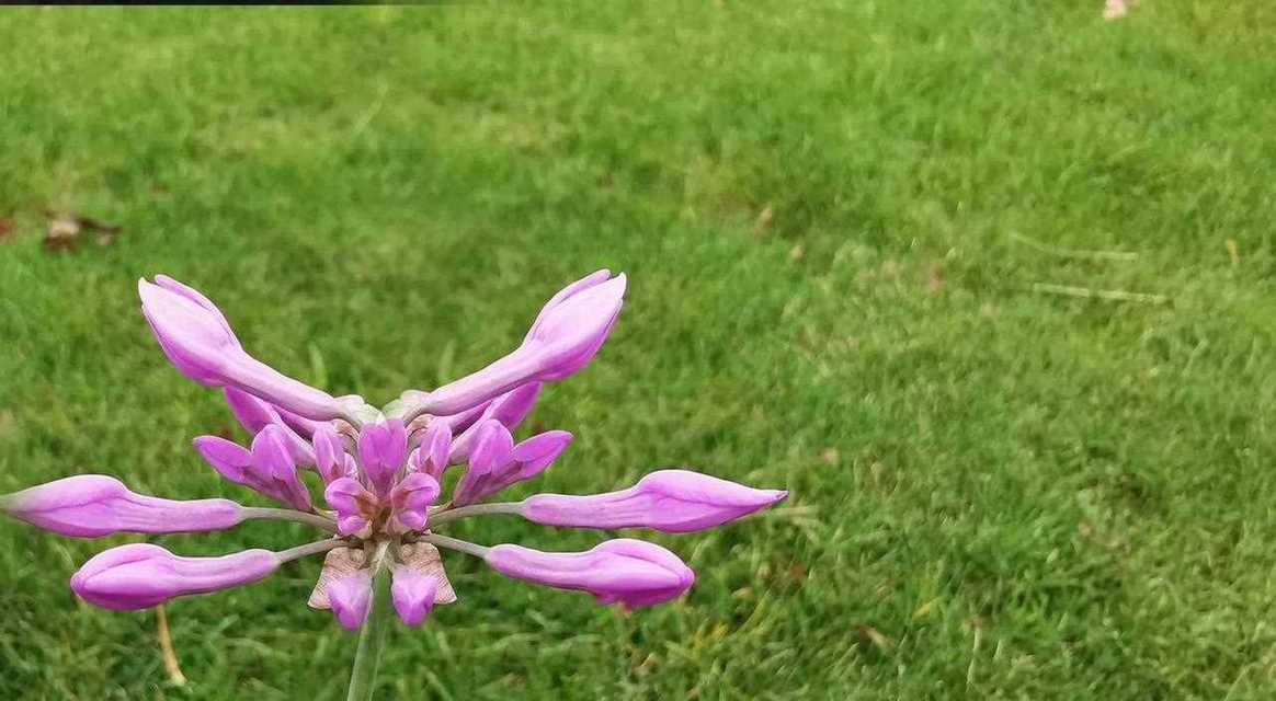 大蒜的花语和寓意是什么？大蒜在花语中代表什么？