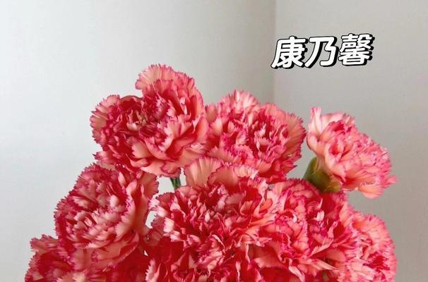 “停止喜欢”花语表达的是什么情感？