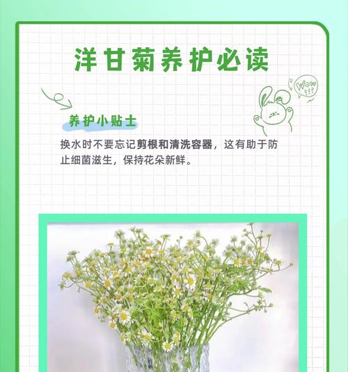 “停止喜欢”花语表达的是什么情感？
