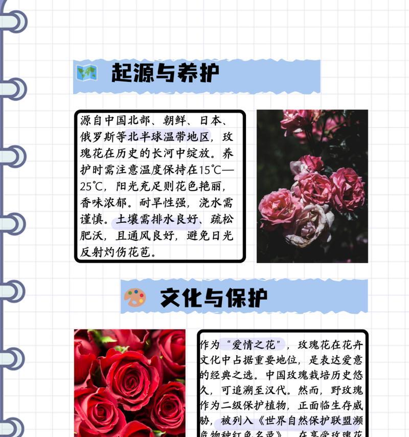 三朵玫瑰花的花语有哪些？