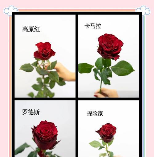 8枝玫瑰代表什么？花语含义是什么？