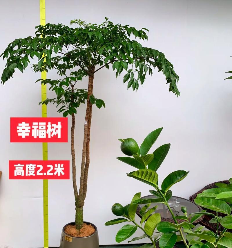 幸福的花语有哪些？