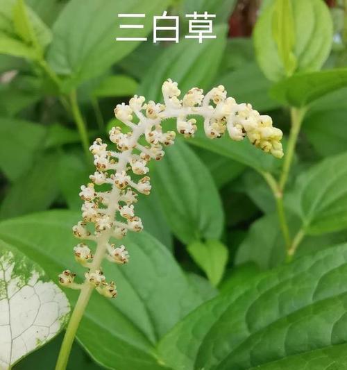 白秸秆的花语代表什么含义？