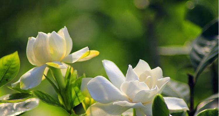 熏风花语香水属于哪个品牌？它的特点是什么？