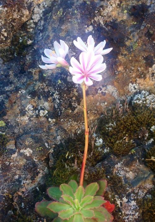 红玫瑰作为探险家的花语是什么？探险家适合送什么花？