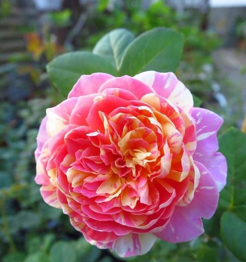 黄月季花的花语有何含义？黄月季花代表什么？