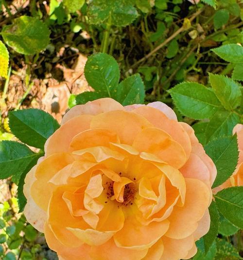 黄月季花的花语有何含义？黄月季花代表什么？