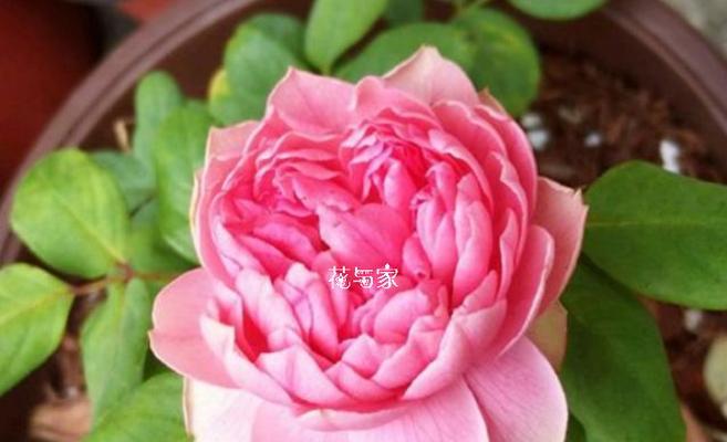 黄月季花的花语有何含义？黄月季花代表什么？