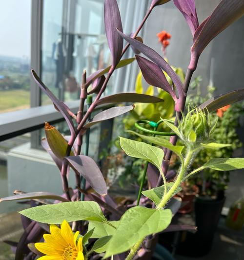兰花的花语和寓意是什么？它象征着什么？