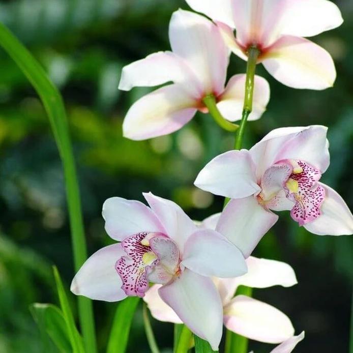 兰花的花语和寓意是什么？它象征着什么？