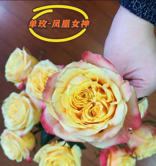 凤凰与玫瑰花组合的寓意是什么？