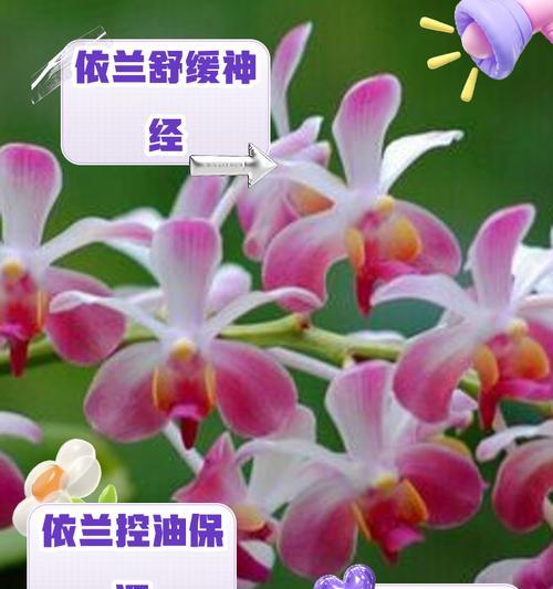 依米花代表什么意义？