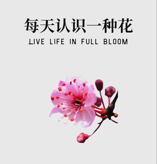 野性独活的花语是什么？这个花语有何含义？