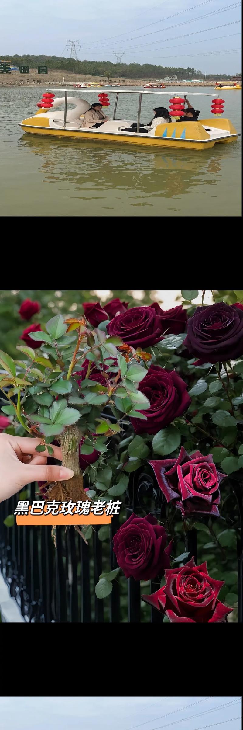 野性独活的花语是什么？这个花语有何含义？