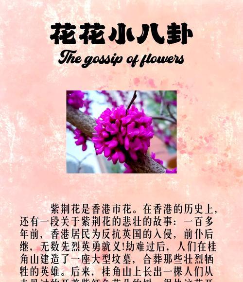 紫荆花的花语是什么？它寓意着什么？
