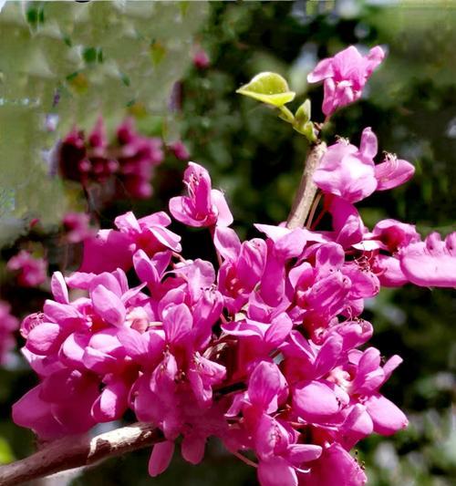 紫荆花的花语是什么？它寓意着什么？