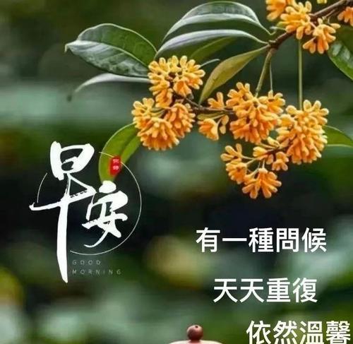送朋友茉莉玫瑰有何特别含义？它传达了哪些祝福？