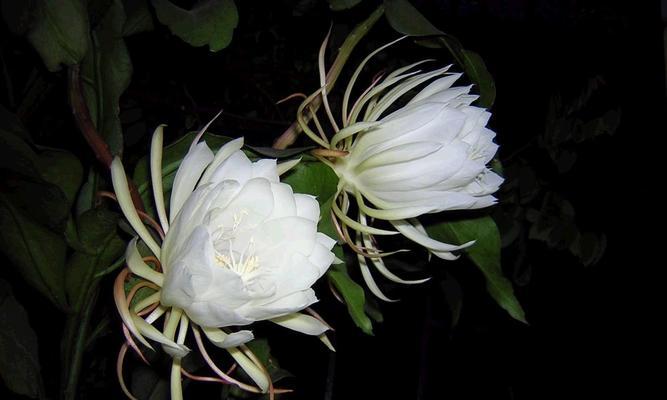 人间与天堂的花语有何深意？如何传达？