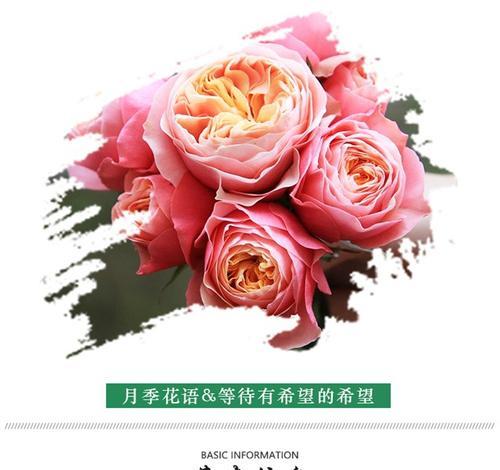 爬藤植物香水花束的花语有何特殊含义？