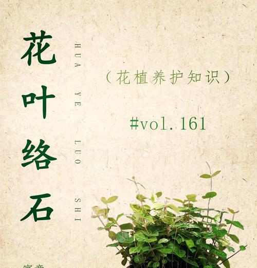 爬藤植物香水花束的花语有何特殊含义？