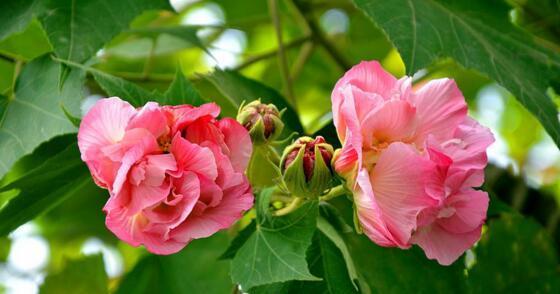 芙蓉花语是什么？芙蓉花在不同文化中的象征意义是什么？