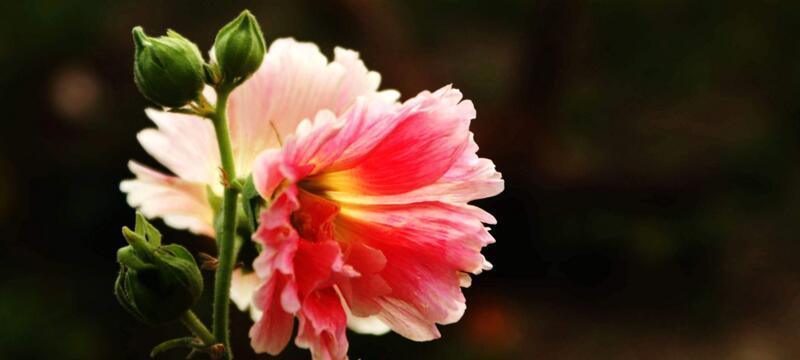 芙蓉花语是什么？芙蓉花在不同文化中的象征意义是什么？