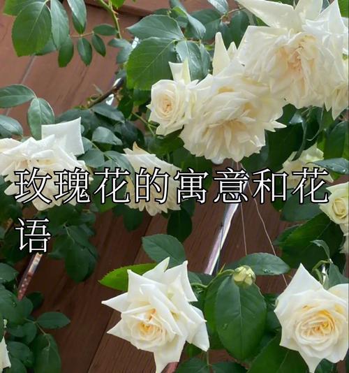 如意玫瑰的花语是什么？代表什么意义？