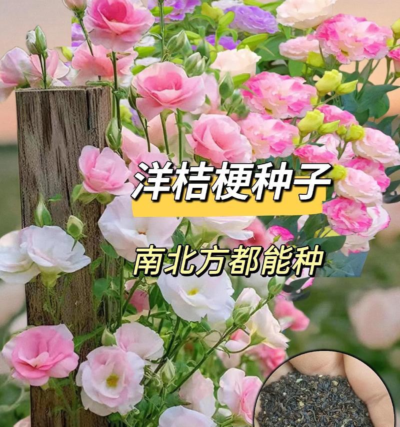 洋桔梗白色花语寓意是什么？洋桔梗还有哪些其他颜色的花语？